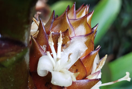 $publishedArticle->coverImageAltText