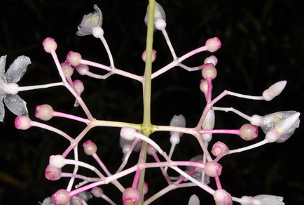 $publishedArticle->coverImageAltText