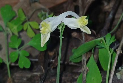 $publishedArticle->coverImageAltText