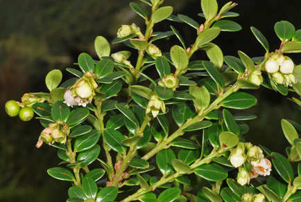 $publishedArticle->coverImageAltText