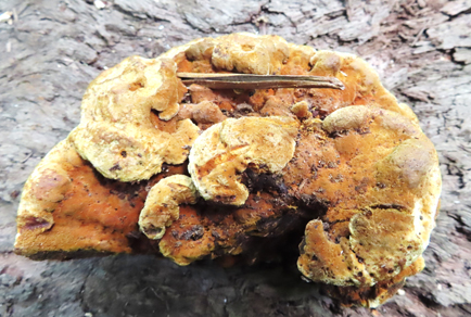 $publishedArticle->coverImageAltText