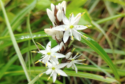 $publishedArticle->coverImageAltText