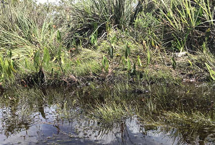 $publishedArticle->coverImageAltText