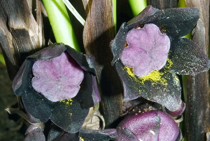 $publishedArticle->coverImageAltText