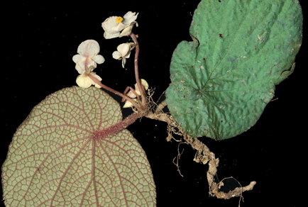 $publishedArticle->coverImageAltText