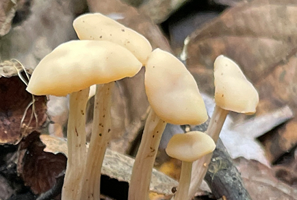 $publishedArticle->coverImageAltText