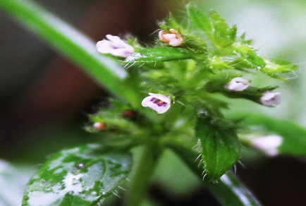 $publishedArticle->coverImageAltText