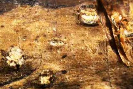 $publishedArticle->coverImageAltText