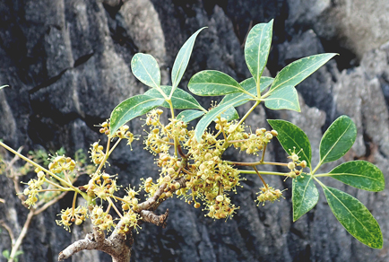 $publishedArticle->coverImageAltText