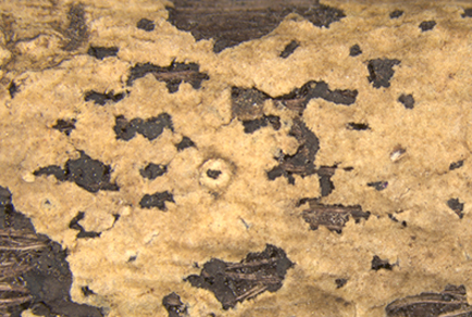 $publishedArticle->coverImageAltText