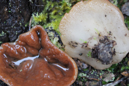 $publishedArticle->coverImageAltText