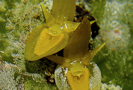 $publishedArticle->coverImageAltText