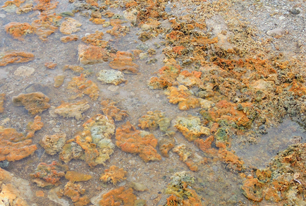 $publishedArticle->coverImageAltText