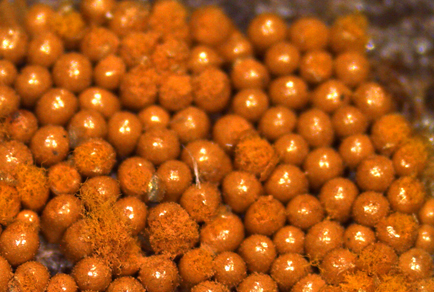 $publishedArticle->coverImageAltText