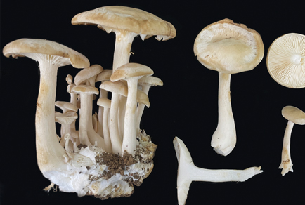 $publishedArticle->coverImageAltText