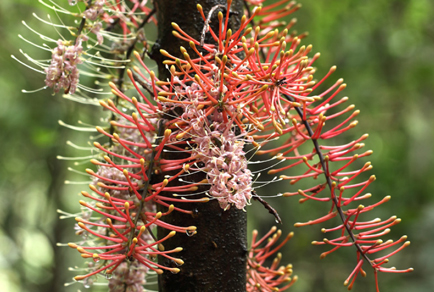 $publishedArticle->coverImageAltText