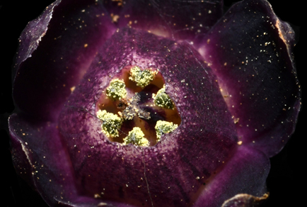 $publishedArticle->coverImageAltText