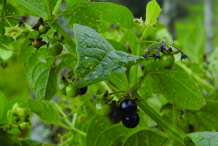 $publishedArticle->coverImageAltText