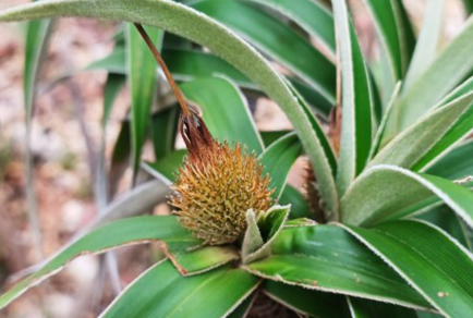 $publishedArticle->coverImageAltText