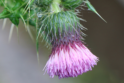 $publishedArticle->coverImageAltText