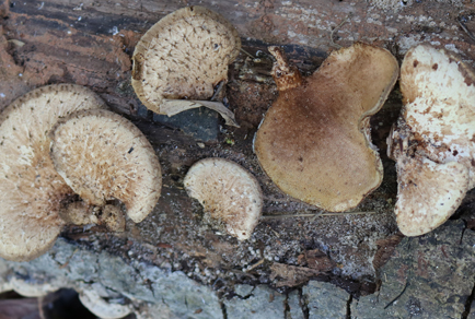 $publishedArticle->coverImageAltText