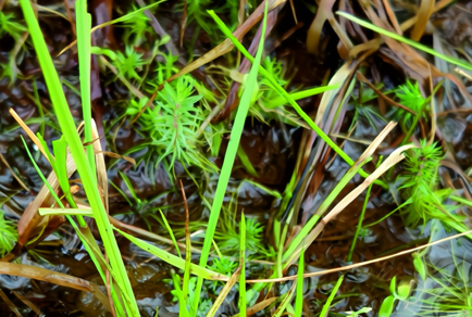 $publishedArticle->coverImageAltText