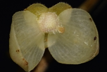 $publishedArticle->coverImageAltText