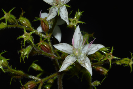 $publishedArticle->coverImageAltText