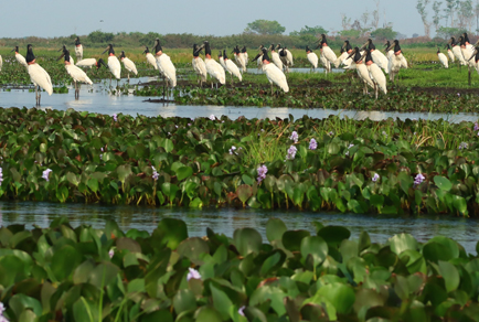 $publishedArticle->coverImageAltText