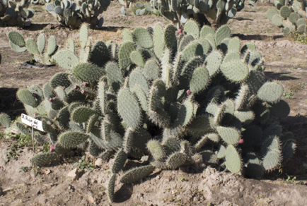 $publishedArticle->coverImageAltText