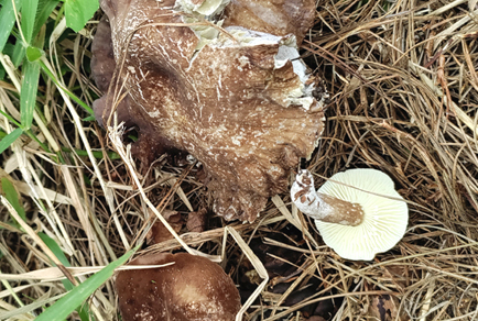 $publishedArticle->coverImageAltText