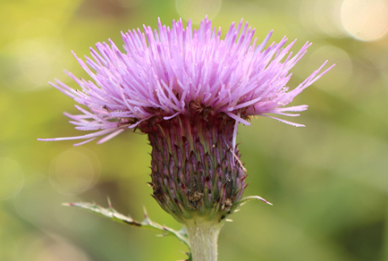 $publishedArticle->coverImageAltText