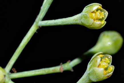 $publishedArticle->coverImageAltText