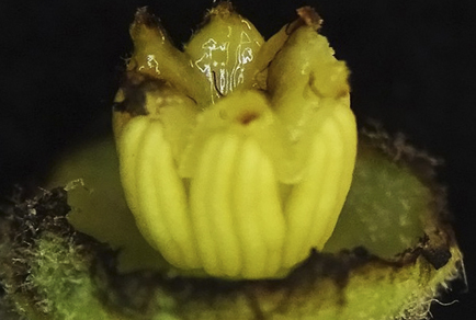 $publishedArticle->coverImageAltText