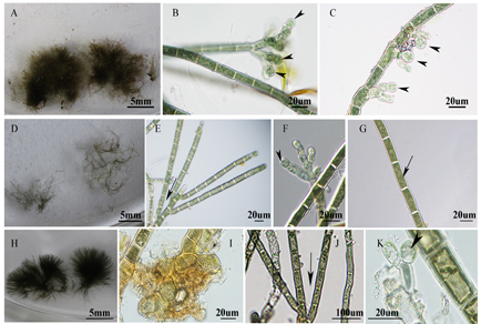 $publishedArticle->coverImageAltText