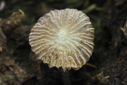 $publishedArticle->coverImageAltText