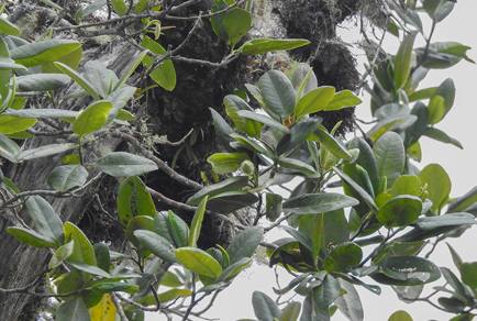 $publishedArticle->coverImageAltText