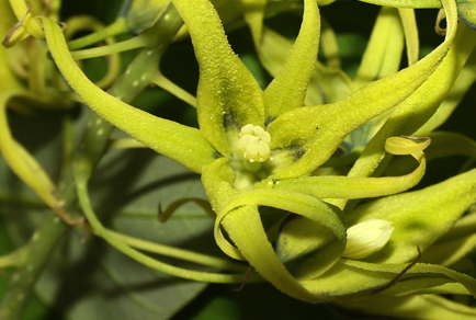 $publishedArticle->coverImageAltText