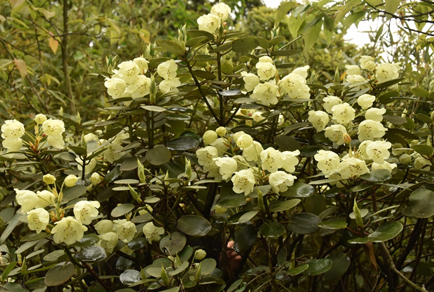 $publishedArticle->coverImageAltText