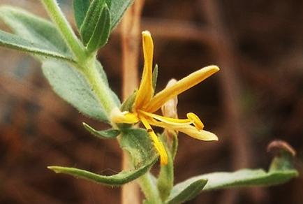 $publishedArticle->coverImageAltText