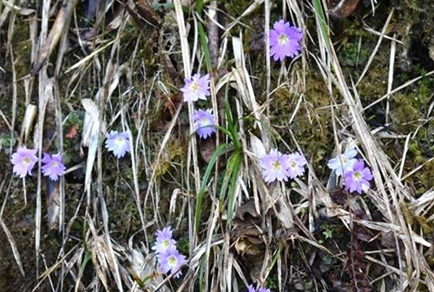 $publishedArticle->coverImageAltText