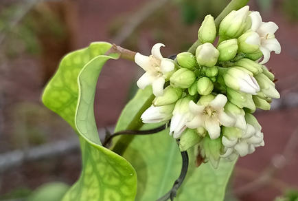 $publishedArticle->coverImageAltText