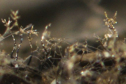 $publishedArticle->coverImageAltText