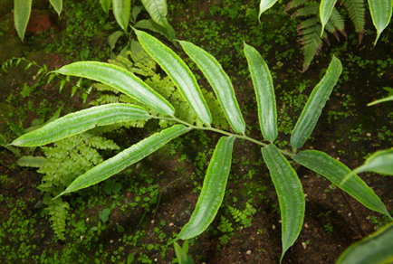 $publishedArticle->coverImageAltText