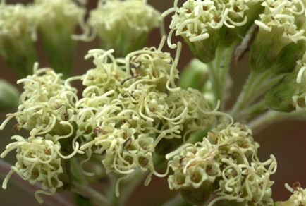 $publishedArticle->coverImageAltText