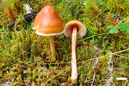 $publishedArticle->coverImageAltText