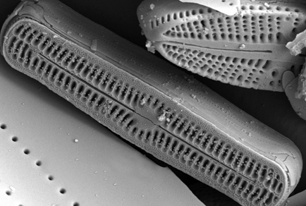 $publishedArticle->coverImageAltText