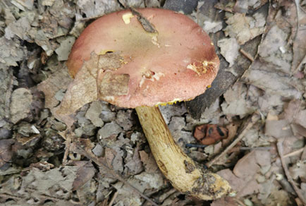 $publishedArticle->coverImageAltText