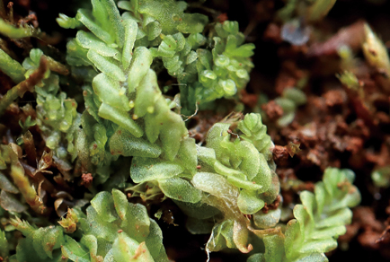 $publishedArticle->coverImageAltText