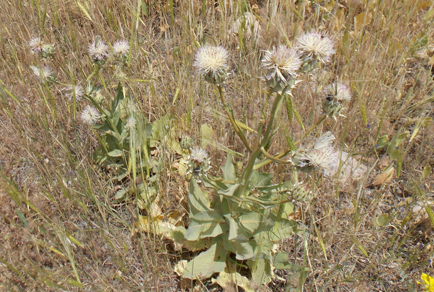 $publishedArticle->coverImageAltText